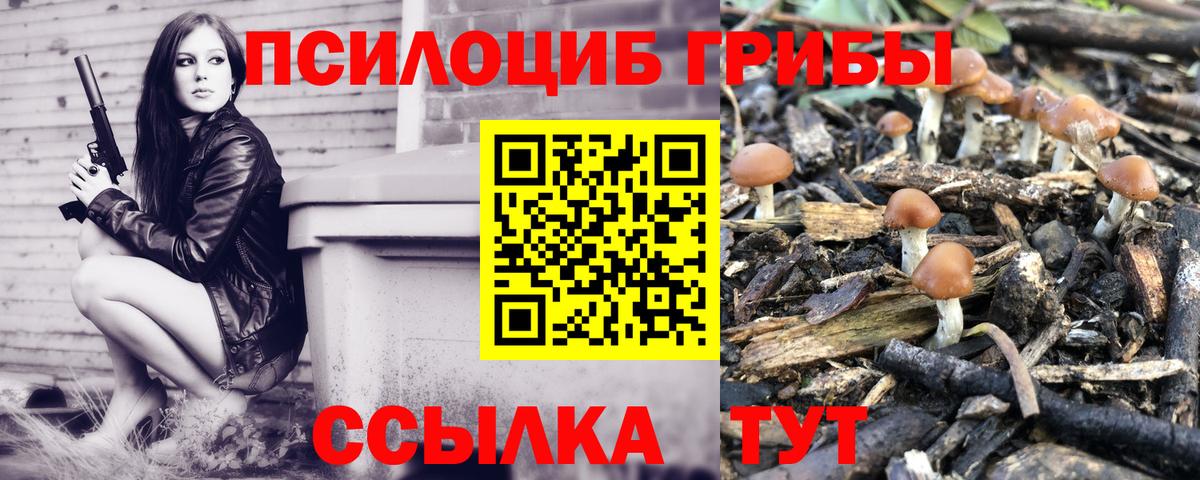 Псилоцибиновые грибы Psilocybe Вольск